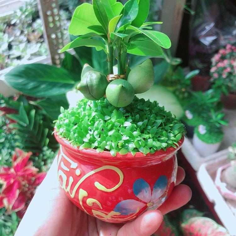 Chậu Cây May Mắn Tài Lộc
