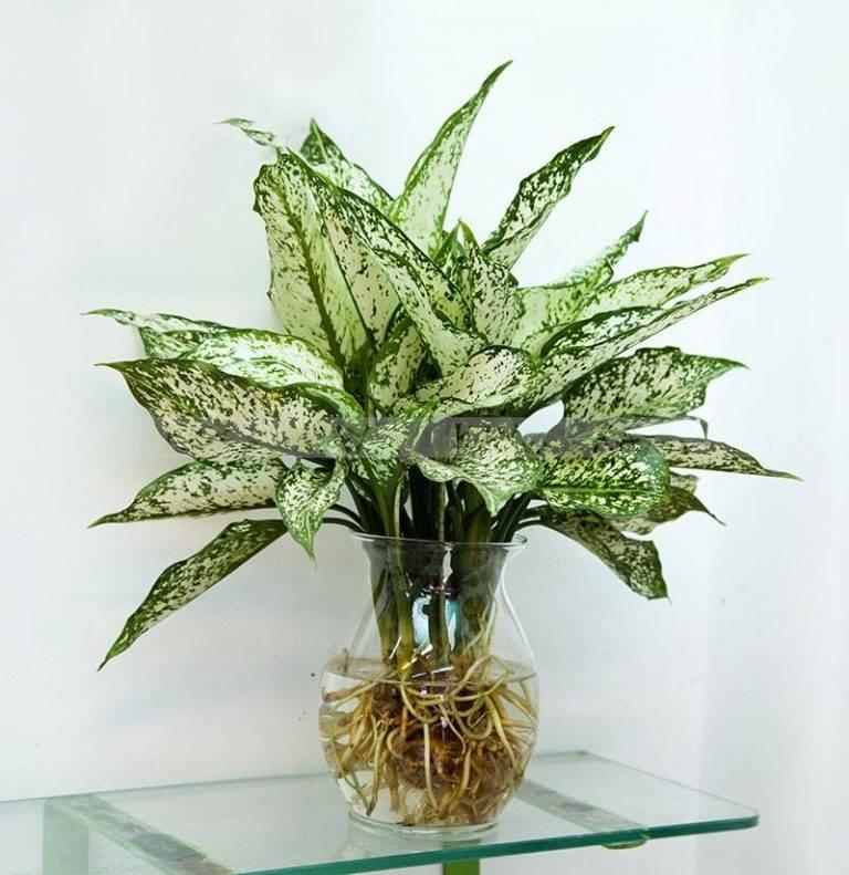 Cây Ngọc Ngân Thủy Sinh