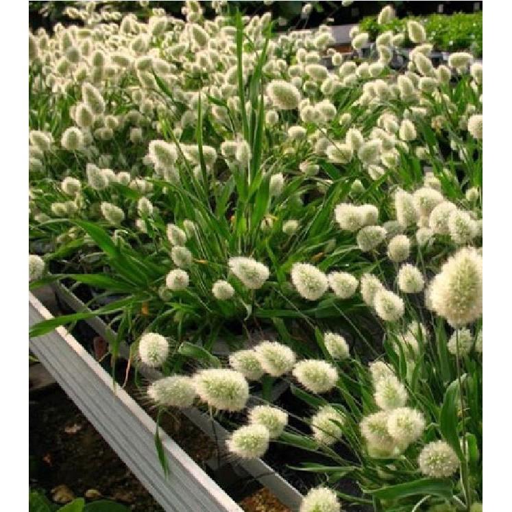 Hạt giống cây cỏ đuôi thỏ - 100 hạt/gói