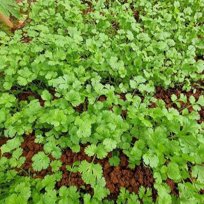 Hạt giống ngò rí Rado 31 gói 20gr