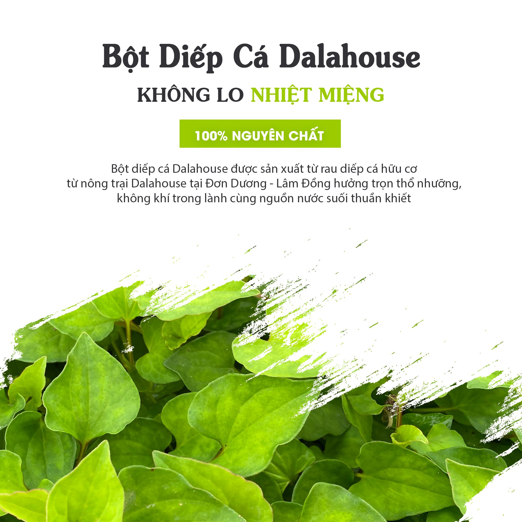 Bột Diếp Cá hữu cơ nguyên chất sấy lạnh Dalahouse - Tuýp 3gr - Mát Gan, ngừa mụn, ngừa trĩ và táo bón. Hỗ trợ bảo vệ Phổi