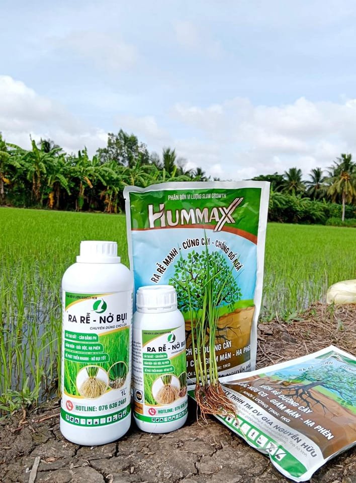 COMBO LÚA - TIẾT KIỆM PHÂN BÓN - Ra rễ nở bụi 1L và Hummax gói 1Kg