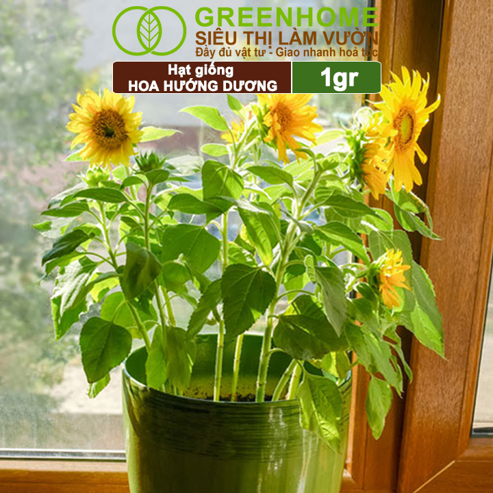 Hạt Giống Hoa Hướng Dương Greenhome, Gói 2gr, Sai Hoa, Màu Rực Rỡ, Dễ Trồng, Nảy Mầm Cao H03
