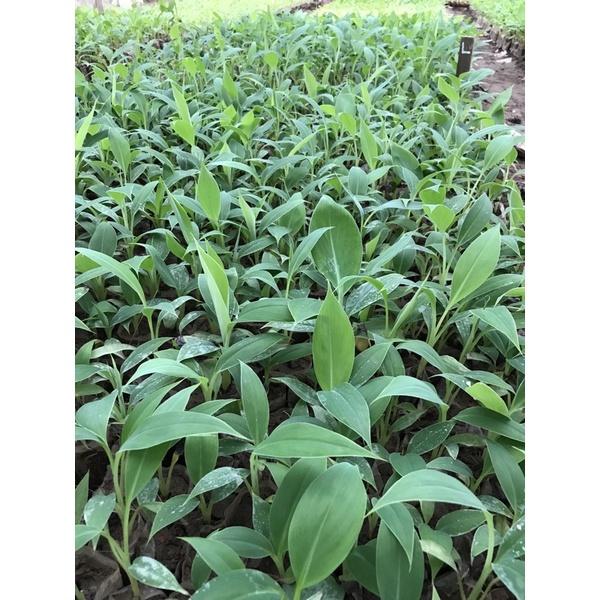 Cây Giống Chuối Tây- Chuối Sứ