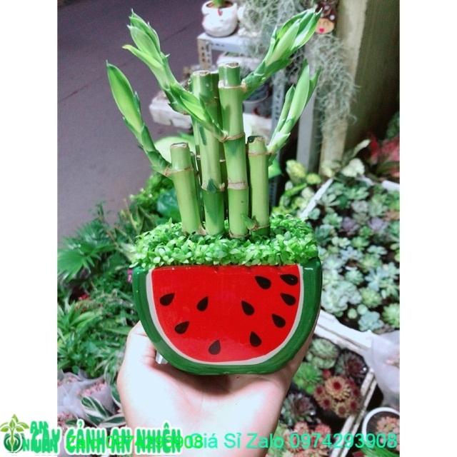 Chậu Trúc Phát Tài