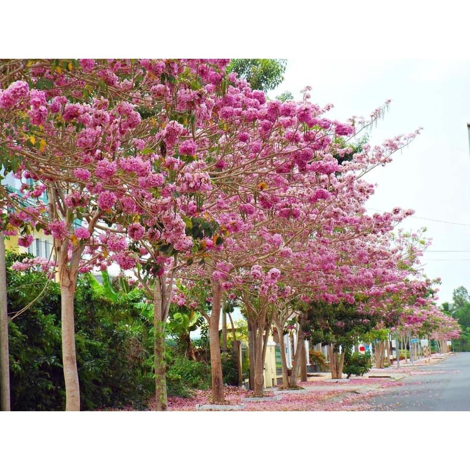 Cây giống PHONG LINH TÍM - hoa tím cực đẹp, gửi đi nguyên bầu