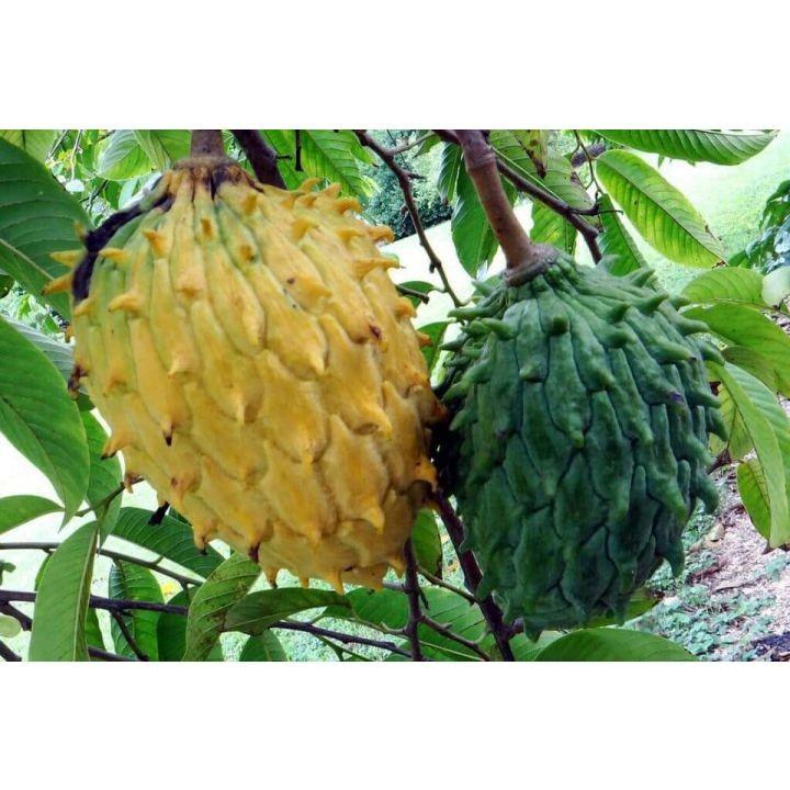 GIỐNG CÂY NA NAM MỸ