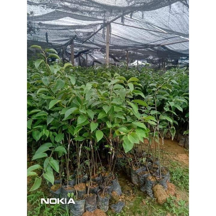 GIỐNG CÂY LÊ NÂU