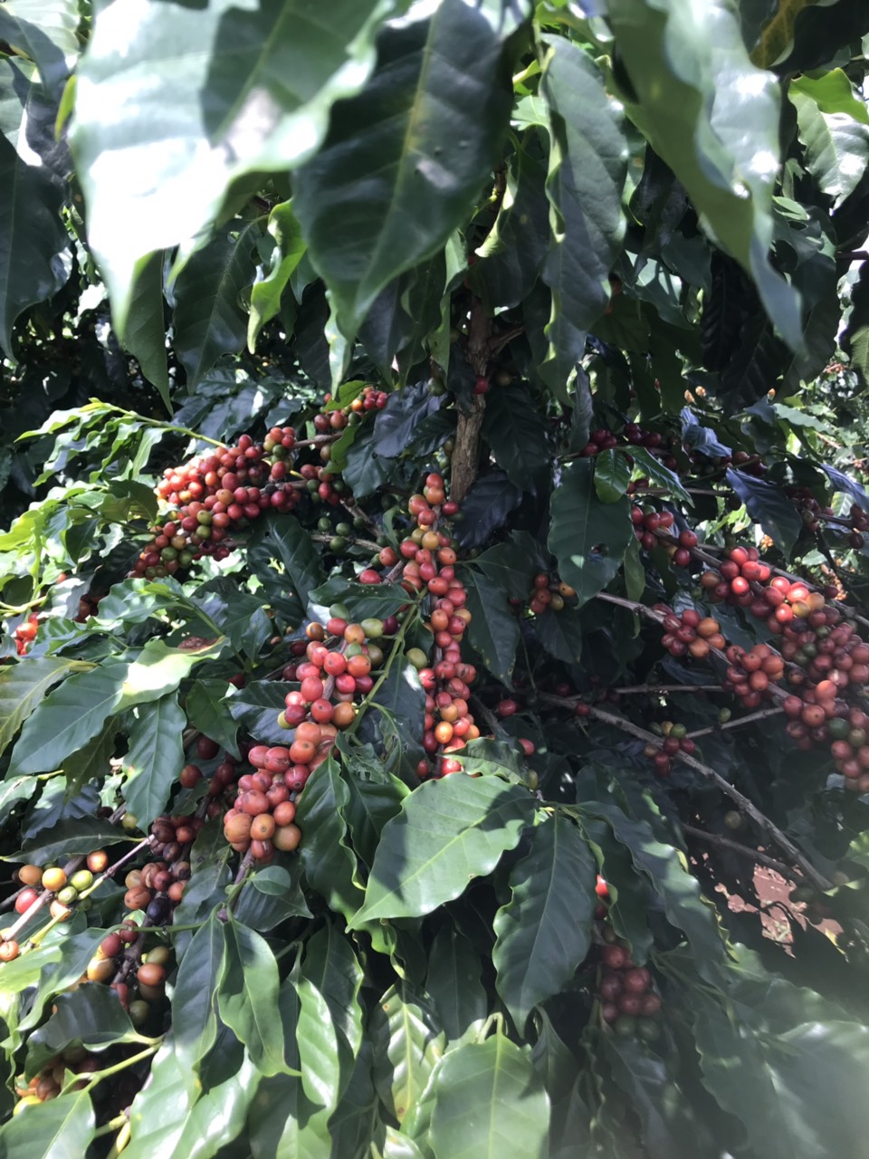 Cà Phê Nguyên Chất Baka - Moka