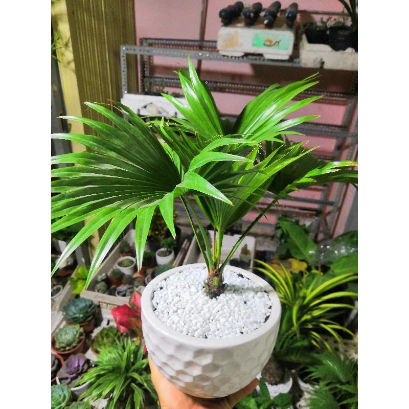 Chậu cây cọ Bán Chạy