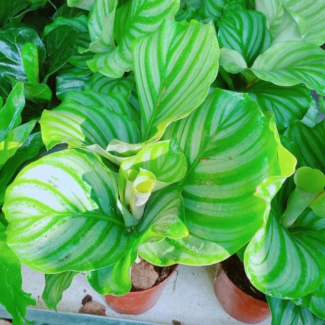 Chậu đuôi công xanh