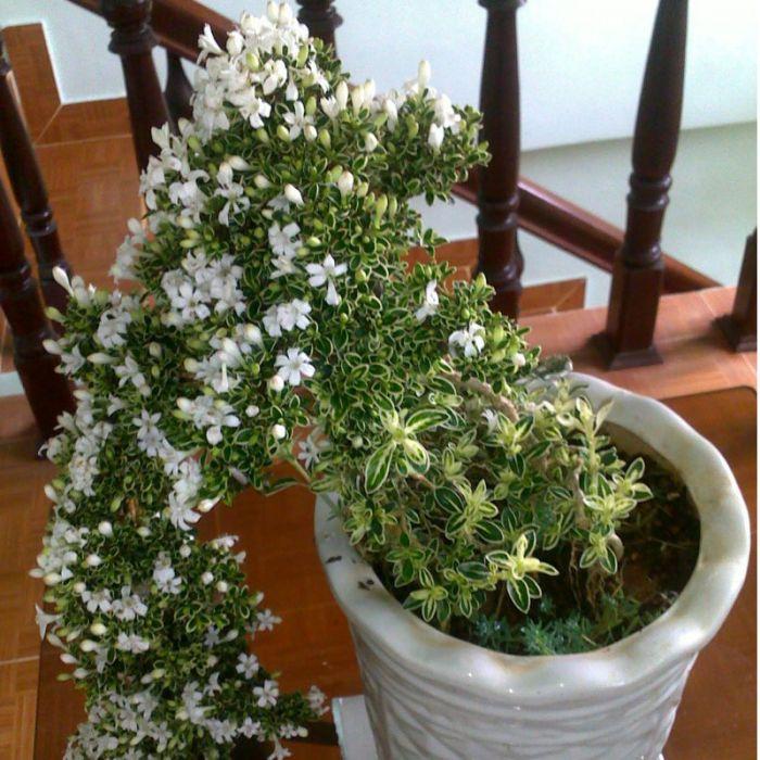 Cây giống hoa Bạch Tuyết Mai