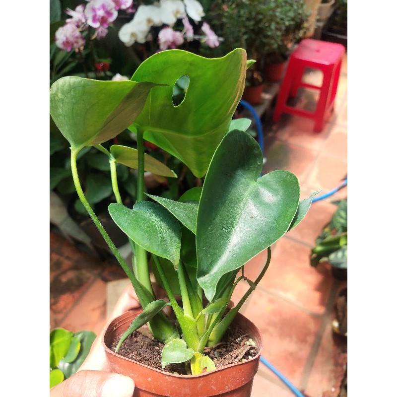 Trầu bà lá xẻ Monstera Deli