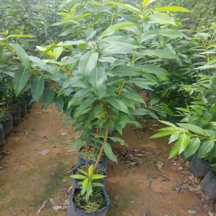 Cây lá vối nếp giống