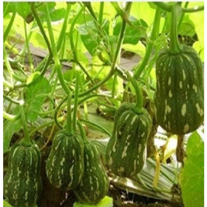 Hạt Giống Bí Đỏ Hạt Đậu dể trồng f1 -gói 10 hạt-tặng kèm gói phân bón lót