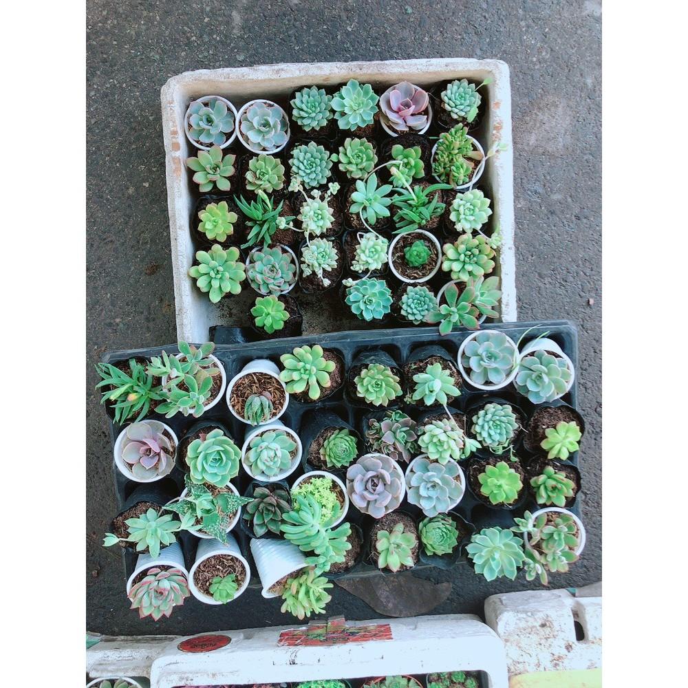 Combo 10 Cây Sen Đá