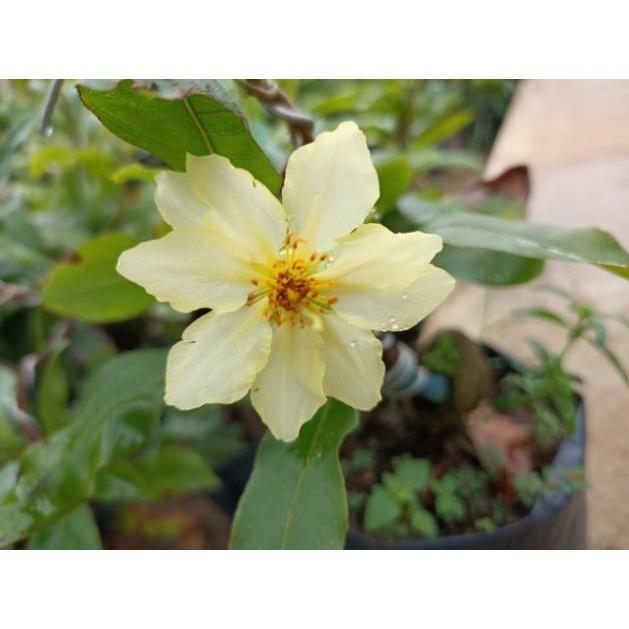 Hoa Bạch Mai- Cây ghép đã quấn rễ và liền gốc