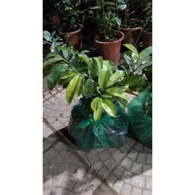 Sản phẩm CÂY MÃNG CẦU XIÊM GHÉP