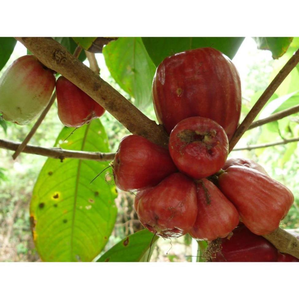 Sản phẩm ROI ĐỎ THÁI KHÔNG HẠT