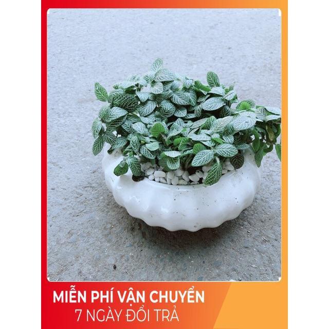 Chậu Cẩm Nhung