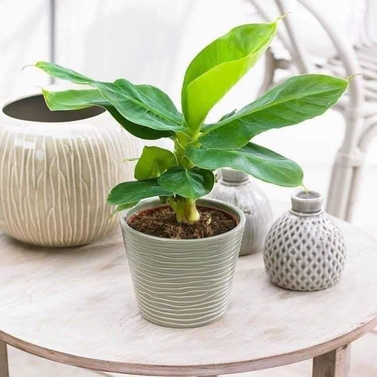 Cây chuối cảnh mini
