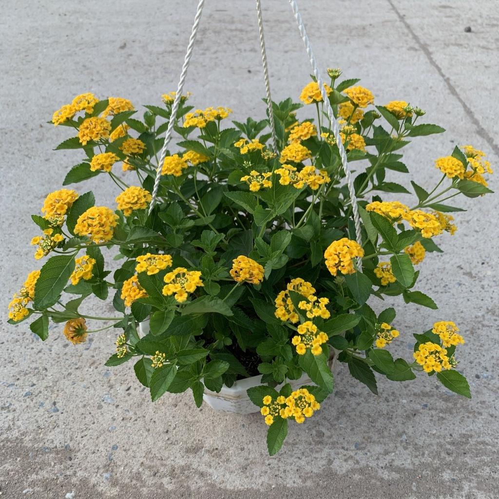 Chậu hoa ngũ sắc vàng rủ bán kính 25-30cm, cây hoa nở rực rỡ quanh năm, trồng treo ban công, sân vườn