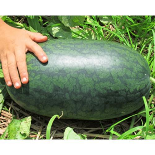 Hạt Giống Dưa Hấu F1 -10 Hạt