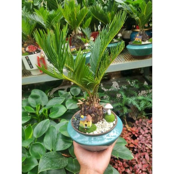 Chậu cây vạn tuế