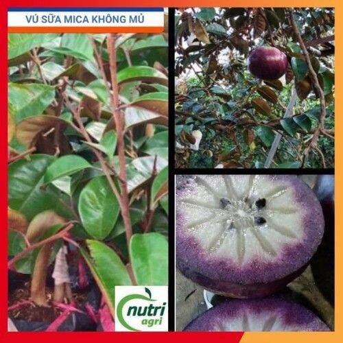 Combo 2 Cây Giống Vú Sữa Mica Vỏ Mỏng, Chịu Mặn Tốt