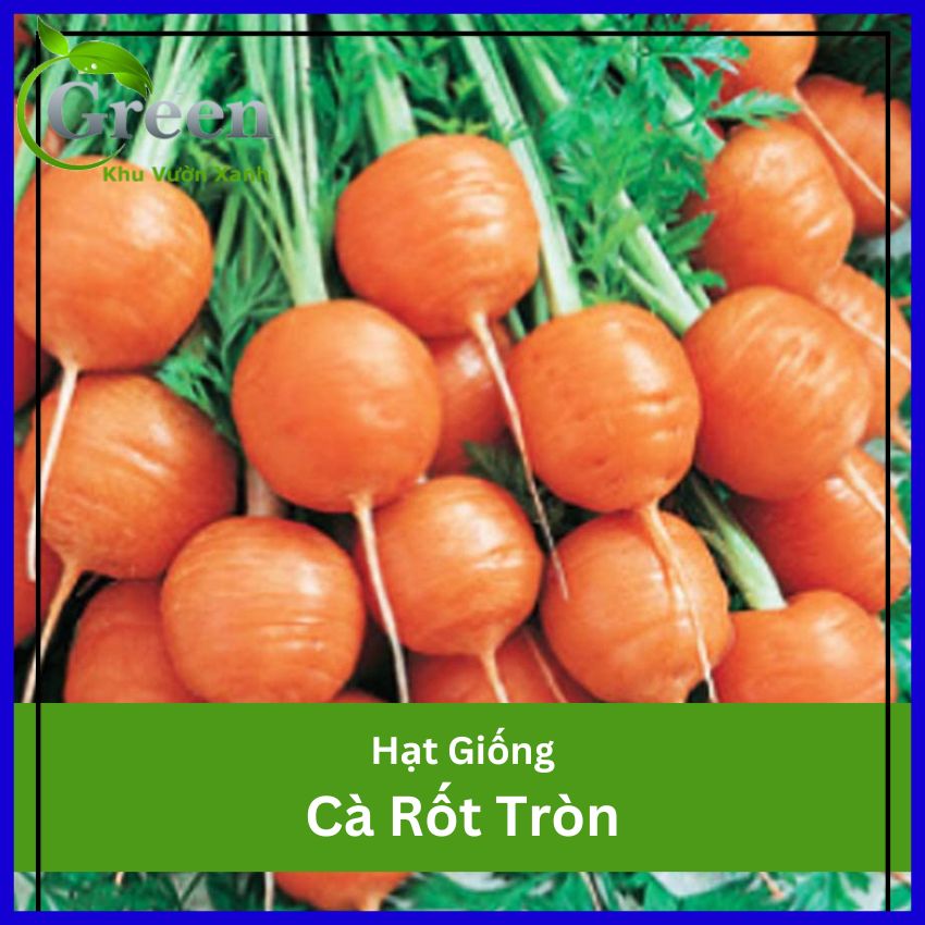 Hạt Giống Cà Rốt Tròn