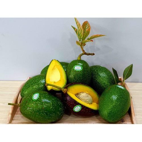 CÂY BƠ CU BA GIỐNG - CÂY GHÉP CHO TRÁI SỚM. .