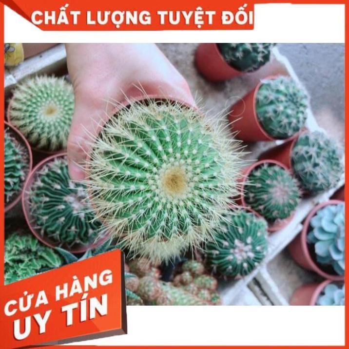 Xương Rồng Kim Hổ Nhiều Người Mua