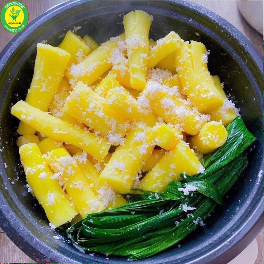 CÂY GIỐNG KHOAI SĂN RUỘT VÀNG
