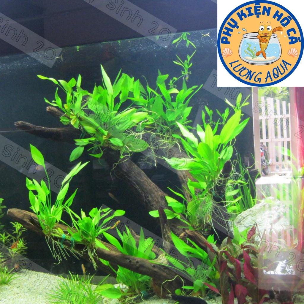 Cây thủy sinh Lan nước,bách thủy tiên,Không Co2, dễ trồng,phụ kiện trang trí hồ cá cảnh,thủy sinh, hòn non bộ,phần 1 cây