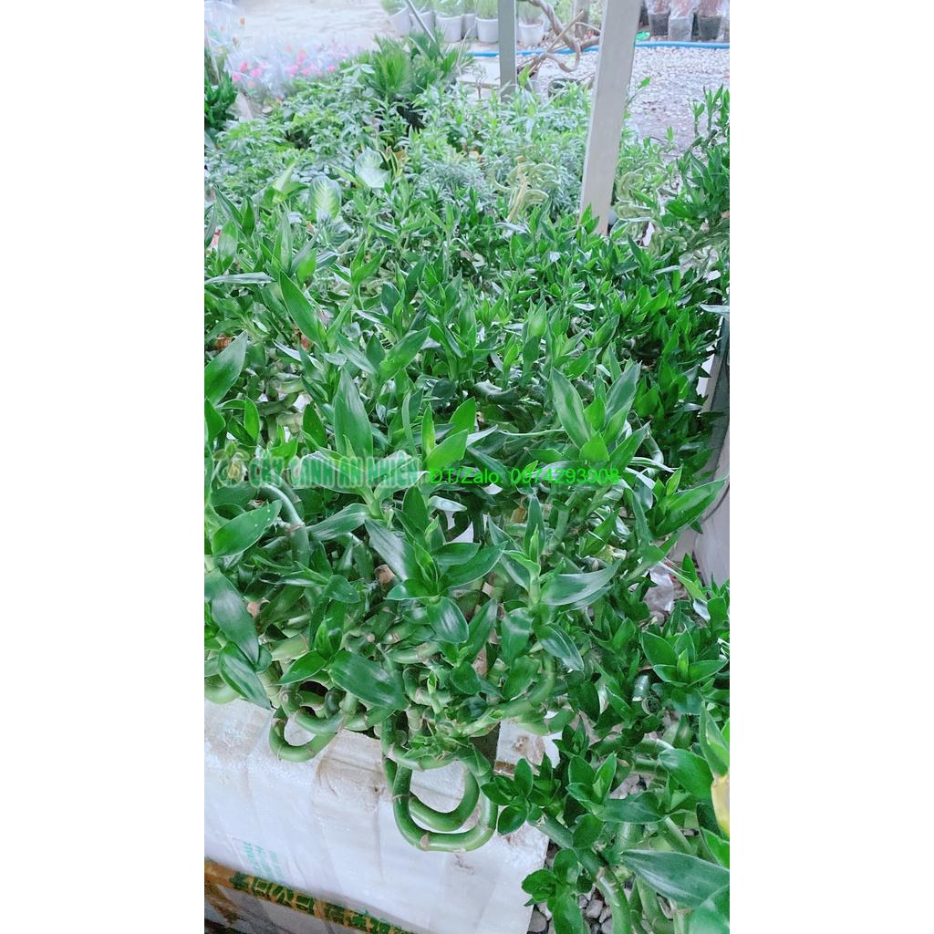 Bó Trúc Phát Tài Xoắn Cao 80cm