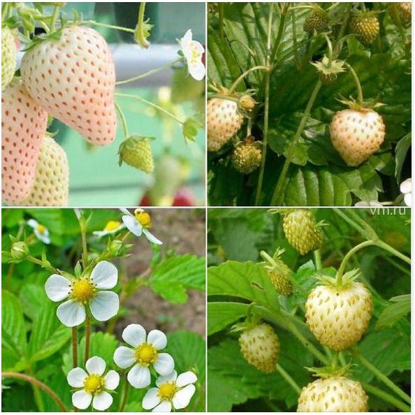 Combo 2 gói Hạt giống dâu tây trắng chịu nhiệt/Gói 50 hạt-tặng kèm gói phân bón lót