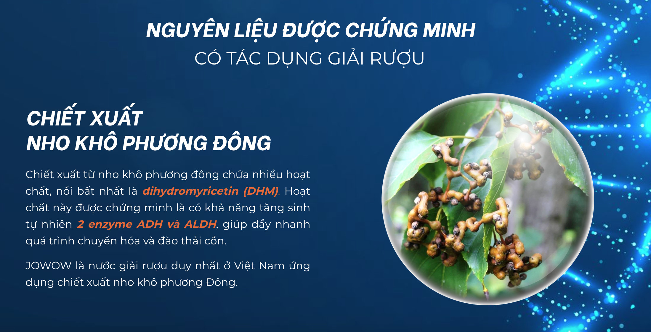 Nước giải rượu, mát gan JOWOW (Hộp 6 chai x 100ml)