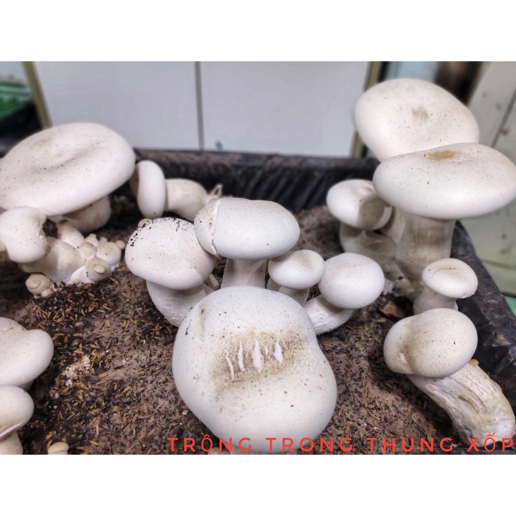 Combo 6 phôi nấm Milky trồng tại nhà