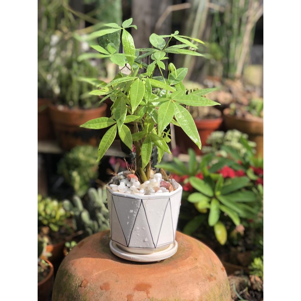 Chậu sứ cây Kim Ngân bím mini