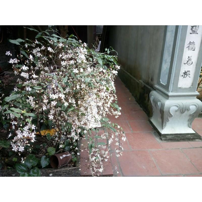 Hoa dạ minh châu đẹp