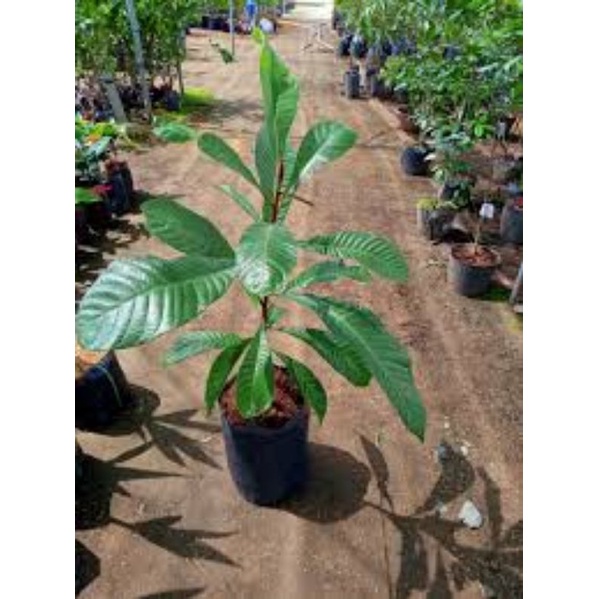 Cây giống hồng xiêm ruột đỏ khổng lồ