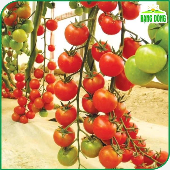 Hạt giống Cà Chua Cherry Đỏ Lai F1 Rado 640 (0,1g~45 hạt) sinh trưởng vô hạn, trồng quanh năm - Hạt giống Rạng Đông