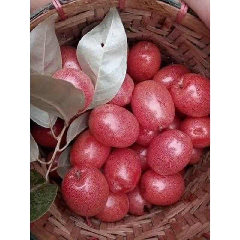 CÂY GIỐNG NHÓT MỸ SIÊU NGỌT