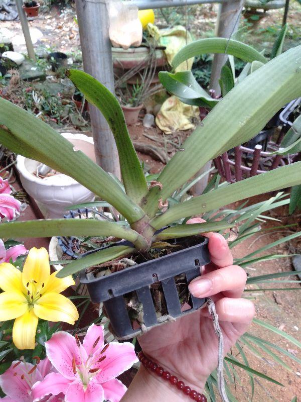 Hoa phong lan ngọc điểm thái năm 4 cây đẹp chuẩn giống