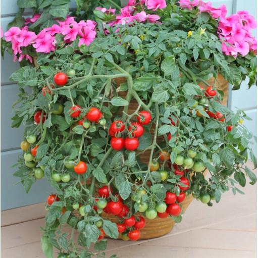 30 hạt cà chua bi lùn đỏ siêu quả - Cà chua Cherry