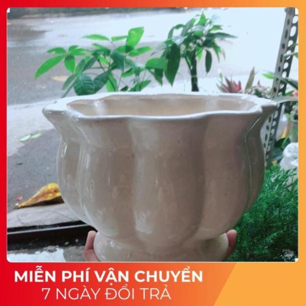 Chậu Trồng Cây