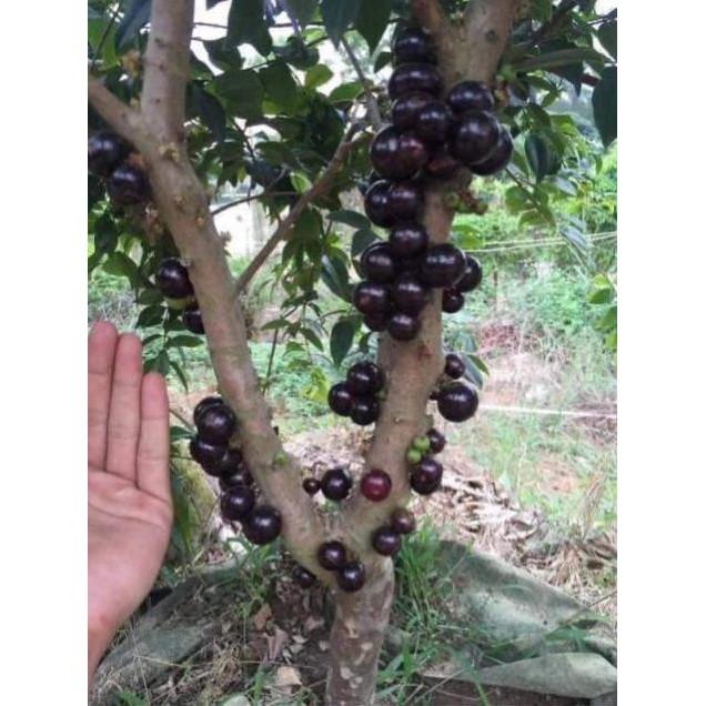 Sản phẩm NHO THÂN GỖ