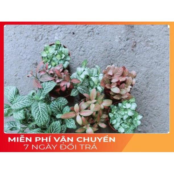 Cẩm Nhung  Kèm Chậu Sứ