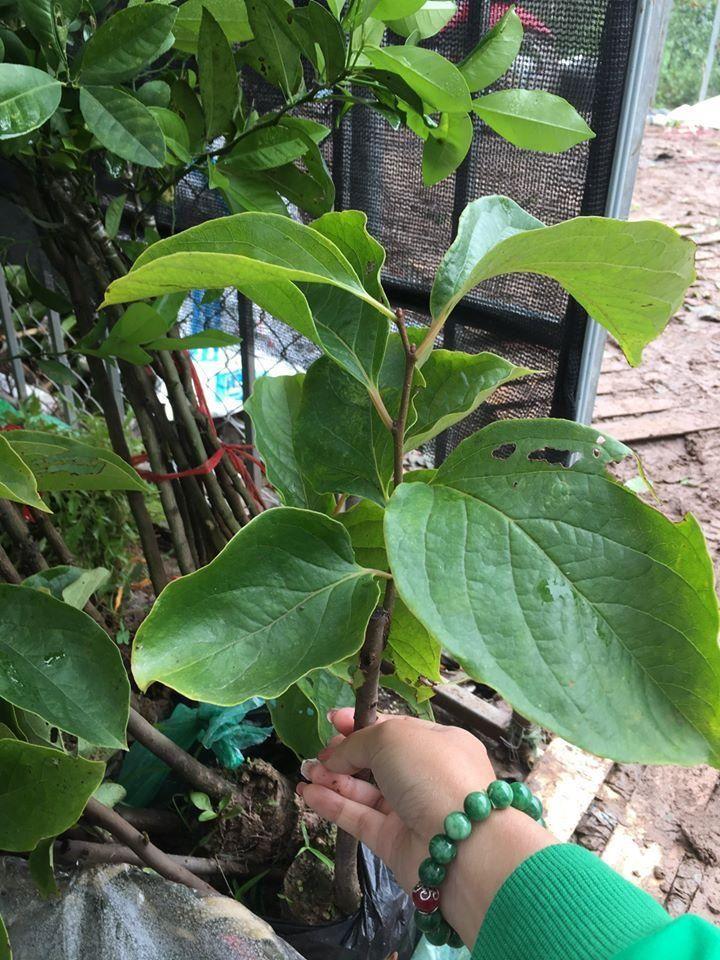 Cây hồng đỏ, cây hồng quả đỏ, dòng siêu quả