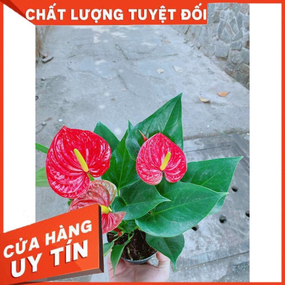 Chậu cây hồng môn Nhiều Người Mua